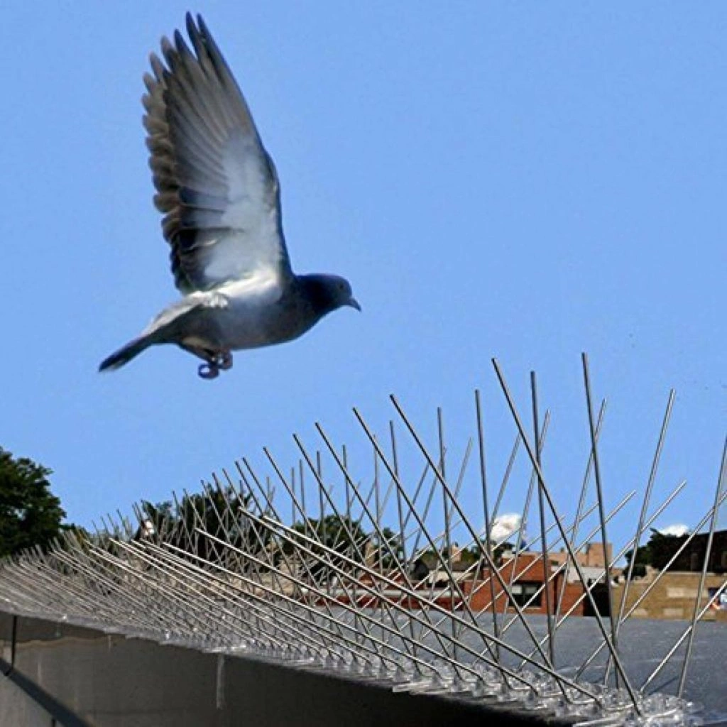 Dépigeonnisation